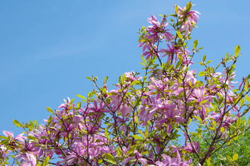 Beautiful branches of blooming pink magnolia on a background of blue sky.