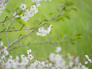 曇りの日の桜の花