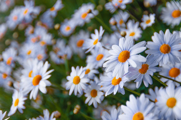 Meadow of white daisy flowers