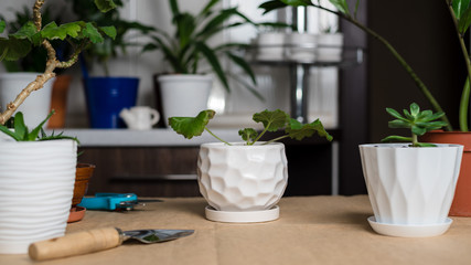 Houseplant growing. Green home houseplants. Transplanting house plant
