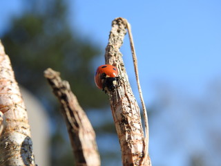 Coccinelle (ladybug) 18