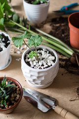 Houseplant growing. Green home houseplants on the table. Transplanting house plant