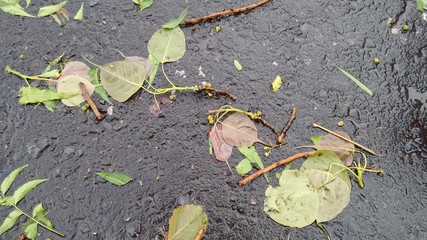 wet leaves