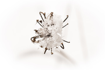 Last snow in the garden II