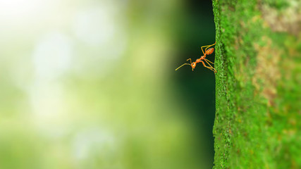 Fire ant on branch in nature green background, Life cycle