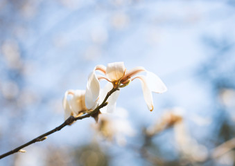 white magnolia flowers in april, macro