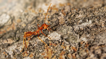 Fire ant on branch in nature green background, Life cycle