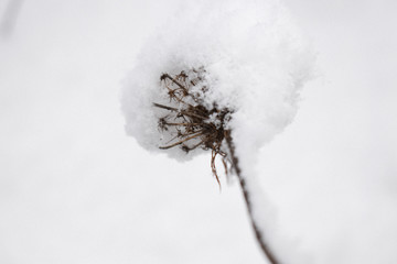 Last snow in the garden