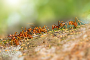 Fire ant on branch in nature green background, Life cycle