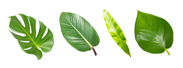 Monstera leaves and ferns, isolated tropical vines on a white background,clipping path. 