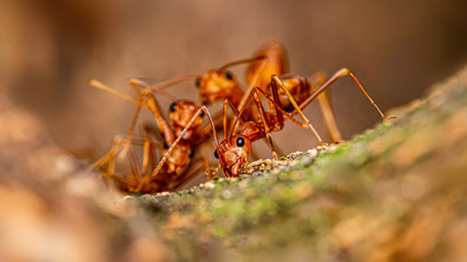 Fire ant on branch in nature green background, Life cycle