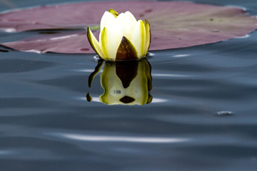 Water lilies in the Danube Delta, Romania © Gerhard