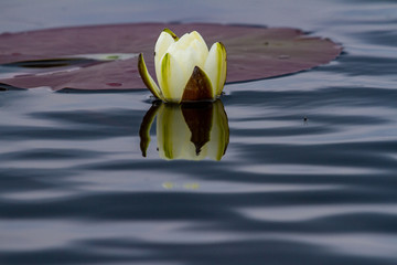 Water lilies in the Danube Delta, Romania © Gerhard