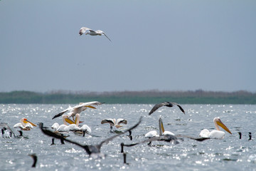 Wasservögel auf der Donau