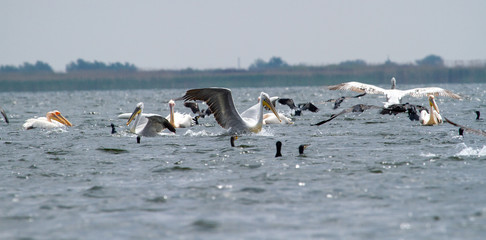 Wasservögel auf der Donau