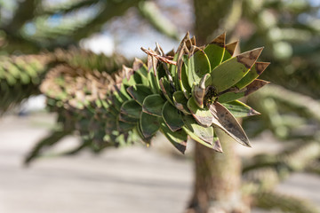 Dehydrated spike of a tree with dying leaves