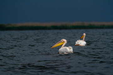 Fototapeta na wymiar Birds in the Danube Delta Romania