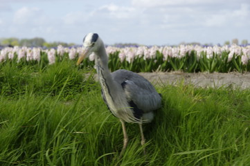 vacanza in Olanda Amsterdam e parco dei tulipani Keukenhof