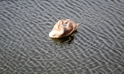 Blick auf einem Schwan im Fluss, der Mittagsruhe hält