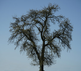 Alter Baum, leicht freizustellen