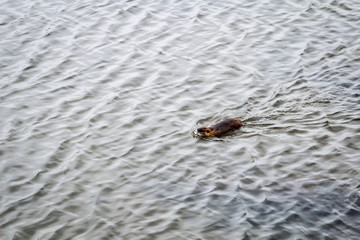 Portrait eines Bibers der im Fluss schwimmt