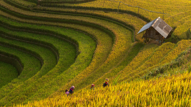 The Rice Field Terrace of Mu Cang Chai, North Vietnam.
