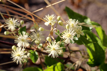 Gelb Weiße Blüten an einem Strauch im Frühjahr
