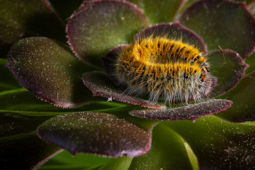 Caterpillar in its natural environment.