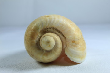 sea shell on white background