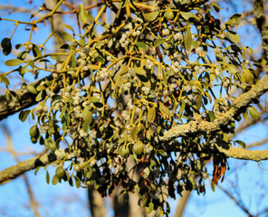 Misteln an einem Baum. Misteln sind Schmarotzerpflanzen