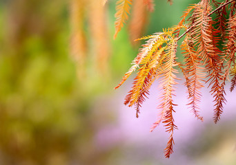 Close-up look of beautiful bald cypress tree in fall in taiwan Miaoli County. Background view of the orange and green Taxodium distichum in the autumn.