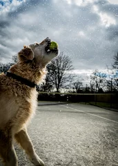 Fotobehang tennis dog © Harry
