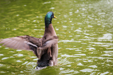Portrait von Stockenten, Enten in einem Park