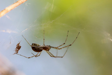Nahaufnahme von einer Spinne in ihrem Netz