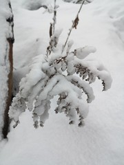 On the background of a snowdrift a branch of a Bush with yellow leaves covered with a large cap of white snow
