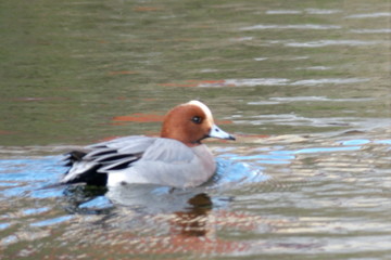 KODAK Digital Still Camera © Dawid