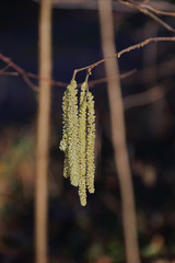 Naklejka premium Hasel-Blüten