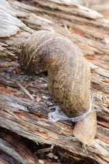 Slug Crawling Through Its Slime