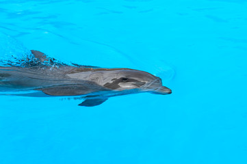 Dolphin swim in the blue water. Closeup of dolphin head. Intelligent mammal in the pool. Bottlenose dolphin