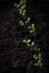 junge Triebe, Stecklinge in Erde, Anzuchterde für Gemüsebeet zum Vermeeren. Geringe Schärfentiefe Platz für Text, copy space