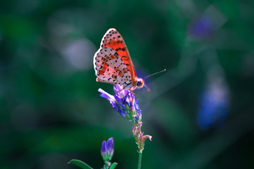 A brown beautiful on the green grass.