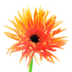 Orange gerber flower on white background