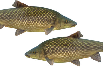 Common barbel, Barbus barbus, is a species of freshwater fish