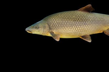 Common barbel, Barbus barbus, is a species of freshwater fish