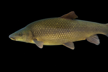 Fototapeta premium Common barbel, Barbus barbus, is a species of freshwater fish