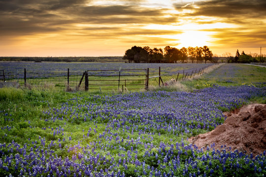 Blue Bonnet Fields