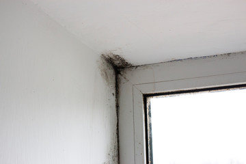 Stachybotrys chartarum or black mold, toxic mold. Mold on slopes in a house near windows that let...