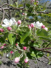 white flower of apple tree. sprig of apple tree with flower and buds on a background of blue sky. pink buds.