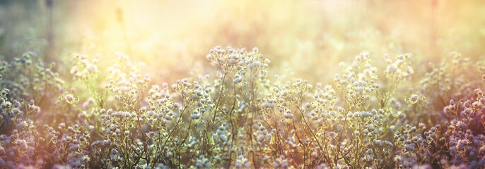 Soft and selective focus on daisy flower, flowering little daisy in meadow, beautiful nature in spring