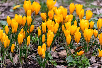 Flowering crocuses with yellow petals (Spring Crocus). Crocuses are the first spring flowers that bloom in early spring.